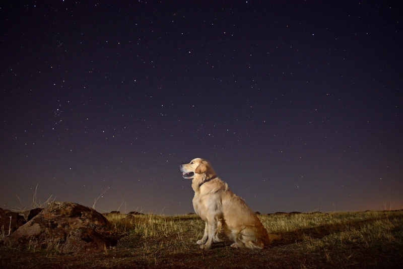 dog sitting in the field