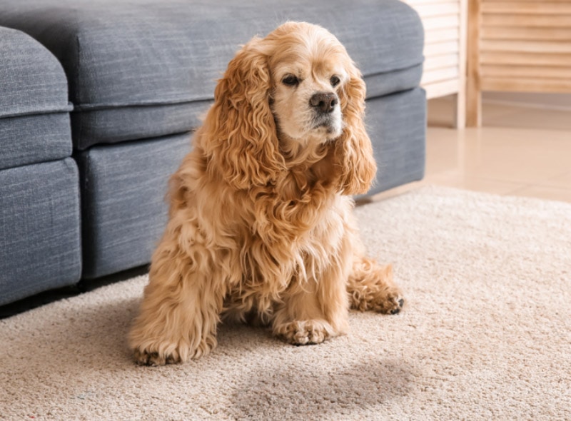 dog sitting near a urine spot on carpet