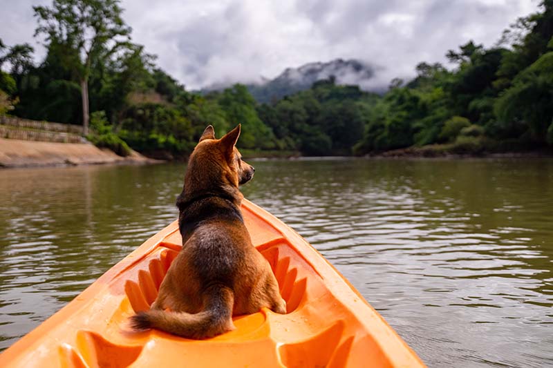 dog sitting on the head of an orange kayak