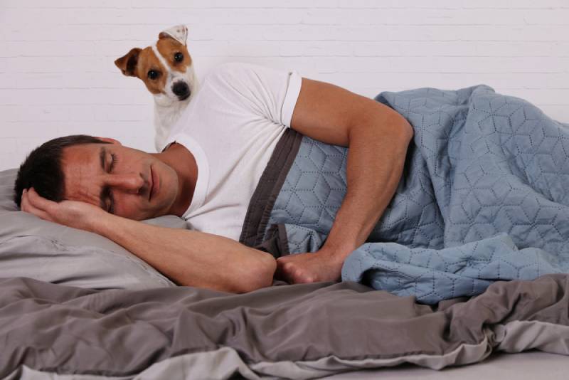 dog waking up its sleeping owner