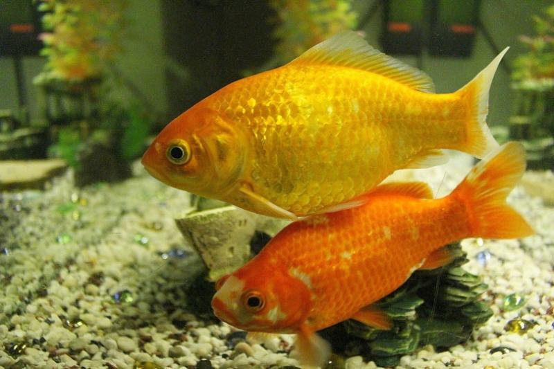 eggfish goldfish