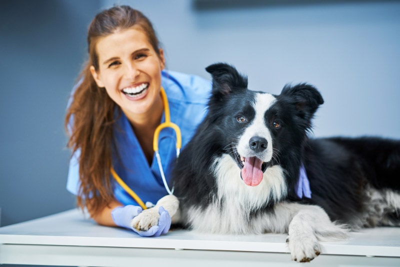 female vet examining a dog in clinic