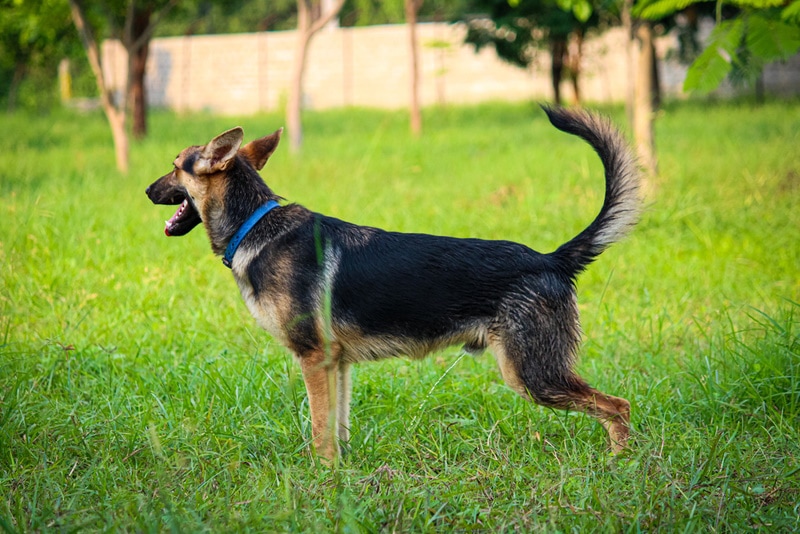 german shepherd dog peeing