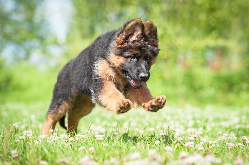 Dwarf German Shepherd Info Pictures Origin History Hepper Pet 