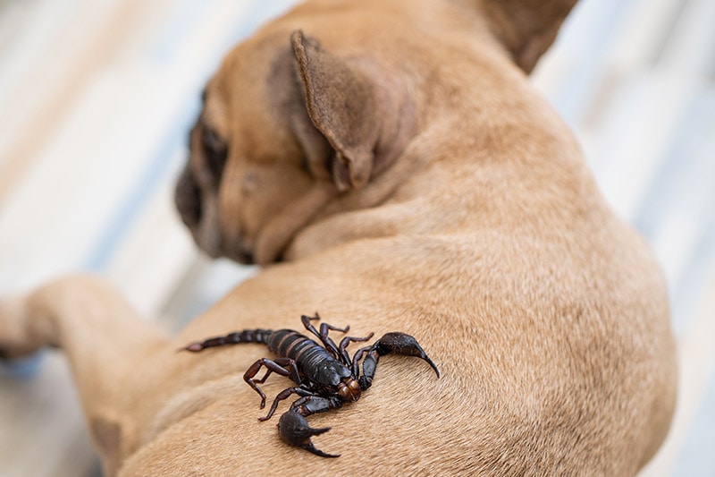 Giant forest scorpion at the back of a french bulldog