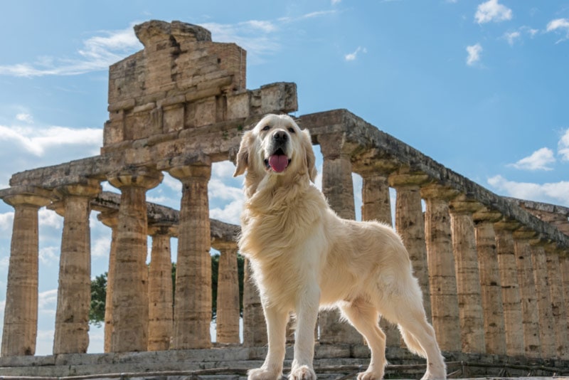 golden retriever dog at an ancient greek ruins