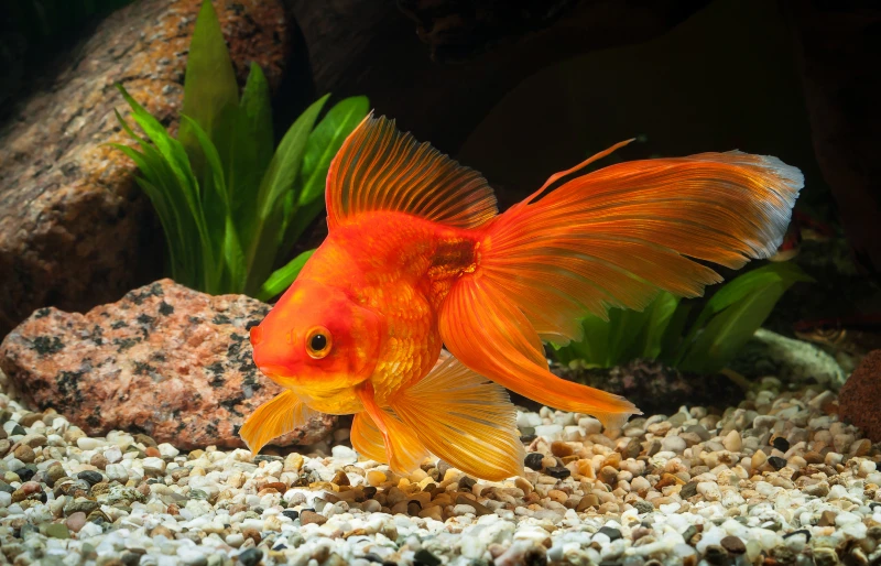 goldfish in aquarium with plants and stones