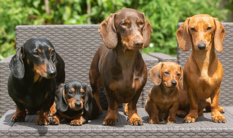 group of dachshund dogs outdoor
