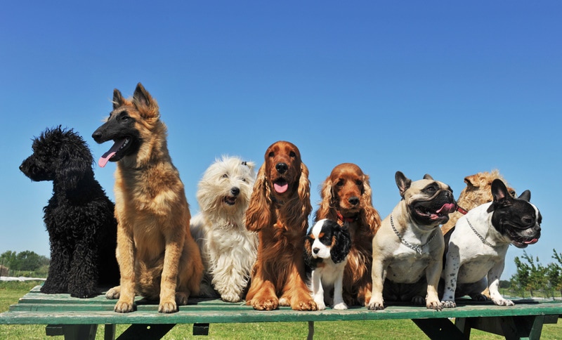 group of dogs in the table