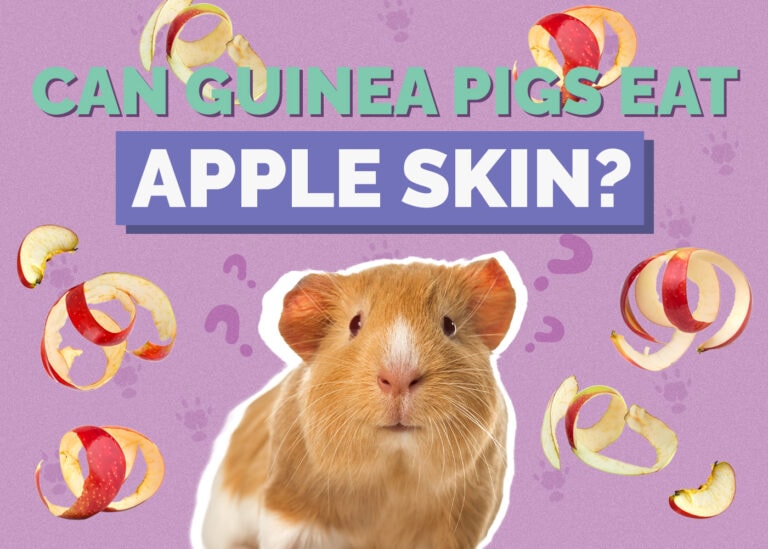 Where to Buy Guinea Pigs in 2025 4 Options Hepper