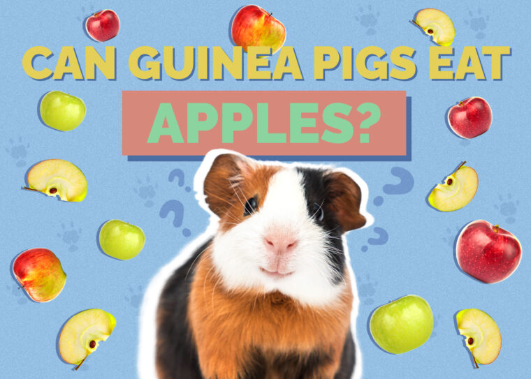 Can Guinea Pigs Eat Apples? VetReviewed Health Facts Hepper