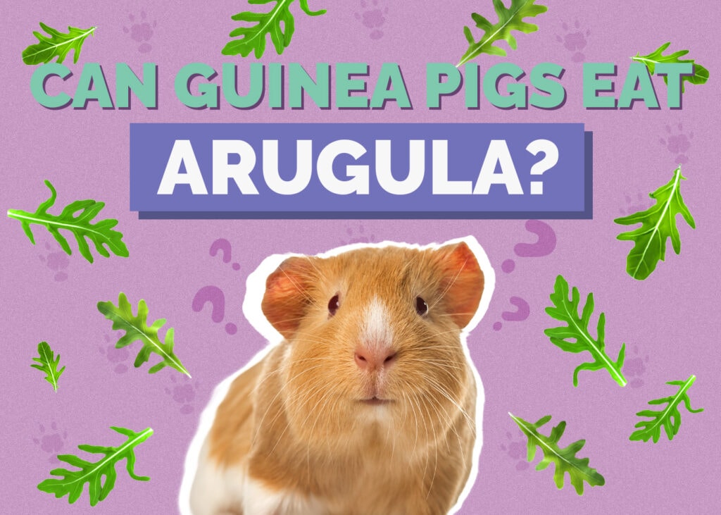 Can Guinea Pigs Eat Arugula
