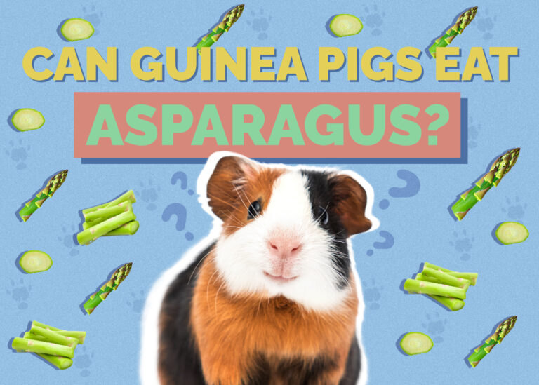 Can Guinea Pigs Eat Asparagus? VetApproved Facts & Nutritional Guide Hepper