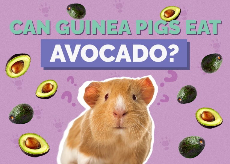 Can Guinea Pigs Eat Avocado? Nutrition Facts & FAQ | Hepper