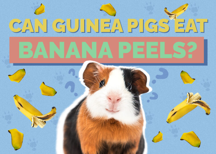 Can Guinea Pigs Eat Banana Peels? VetApproved Nutritional Science