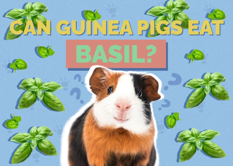 Can Guinea Pigs Eat Basil? VetApproved Facts & FAQ Hepper