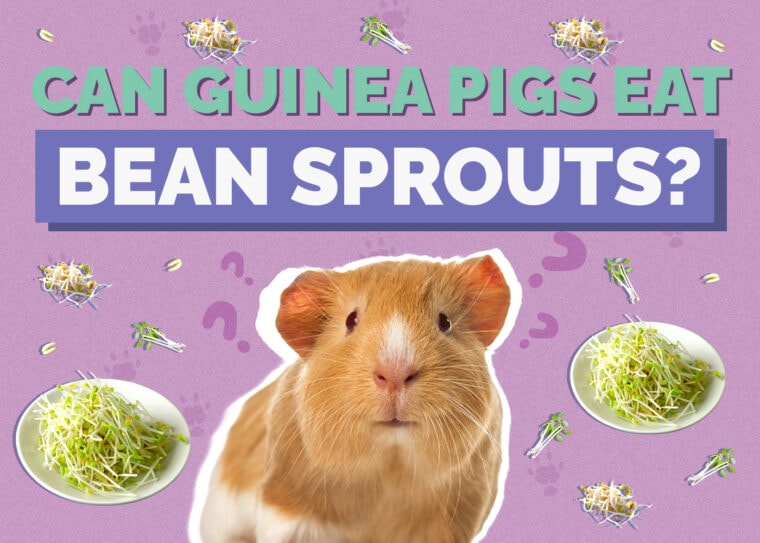 Can Guinea Pigs Eat Bean Sprouts? VetApproved Nutrition Facts Hepper