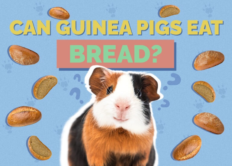 Can Guinea Pigs Eat Bread? VetReviewed Nutrition Facts Hepper