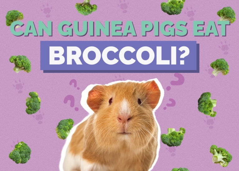 Can Guinea Pigs Eat Broccoli? VetApproved Nutritional Science & Info