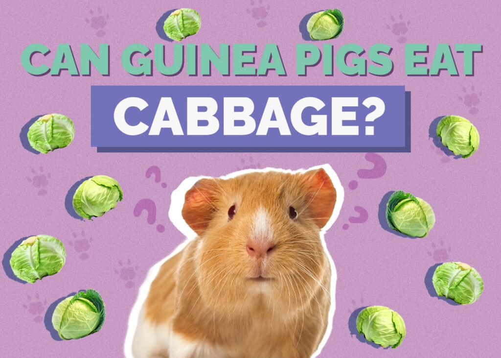 Can guinea pigs on sale eat cabbage leaves