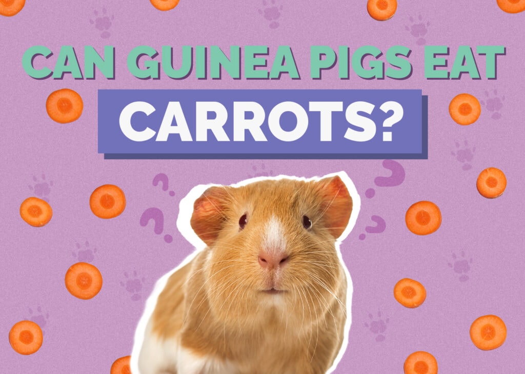 Can Guinea Pigs Eat Carrots