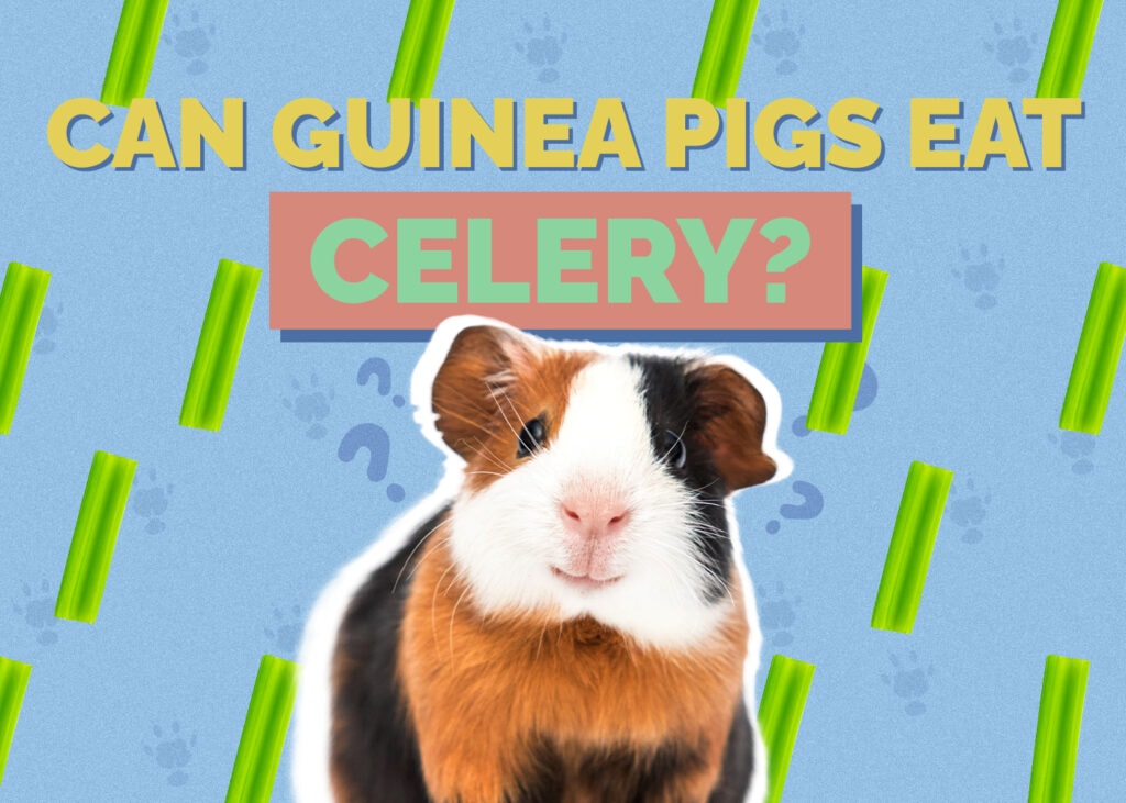 Can Guinea Pigs Eat Celery