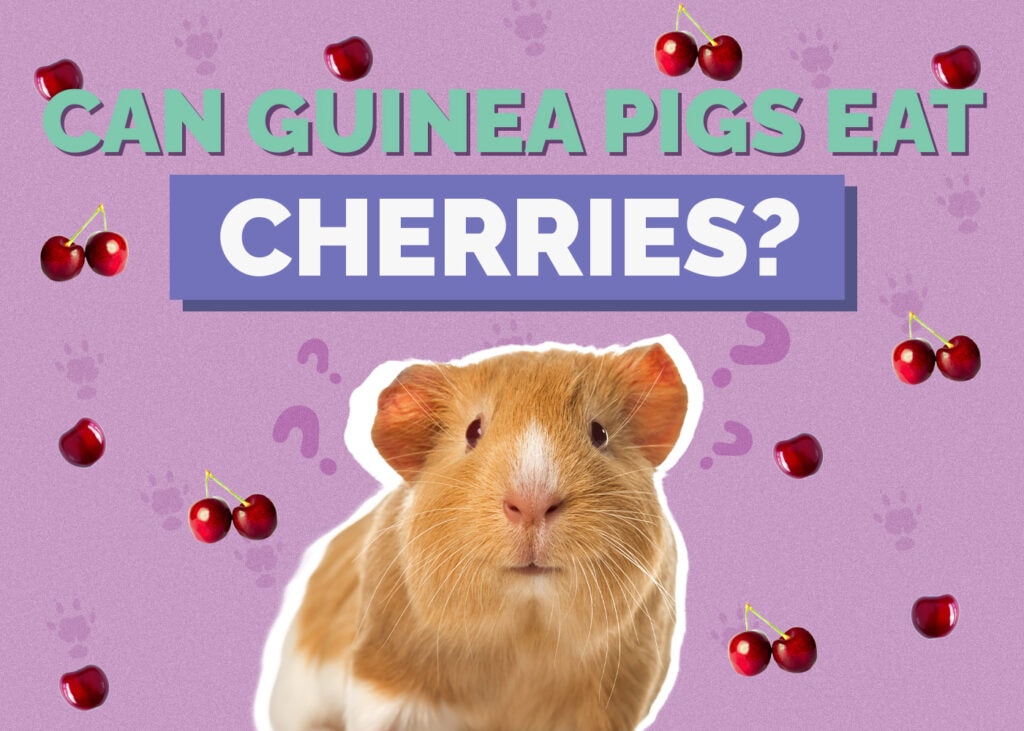 Can Guinea Pigs Eat Cherries