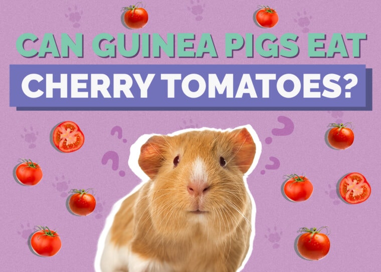 Can Guinea Pigs Eat Cherry Tomatoes? VetApproved Nutrition, Tips
