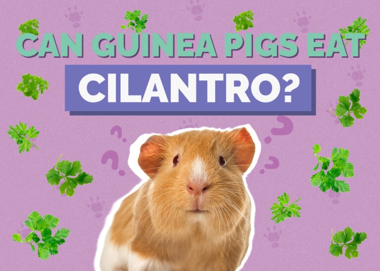 Can Guinea Pigs Eat Cilantro? VetApproved Facts & FAQ Hepper