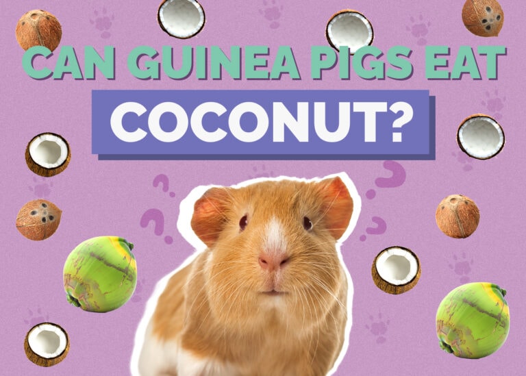 Can Guinea Pigs Eat Coconut? VetReviewed Nutrition Facts Hepper