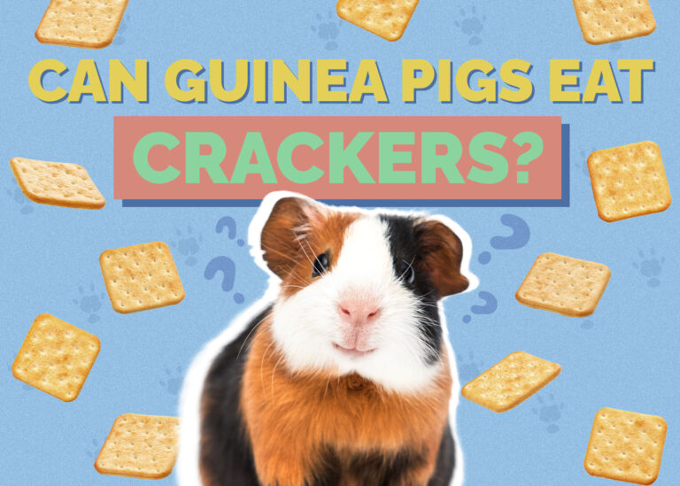 Can Guinea Pigs Eat Crackers? VetApproved Nutrition Facts & FAQ Hepper