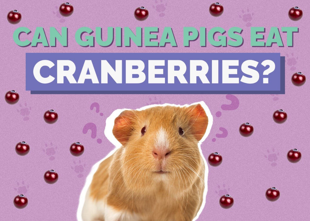 guinea-pig-cranberries