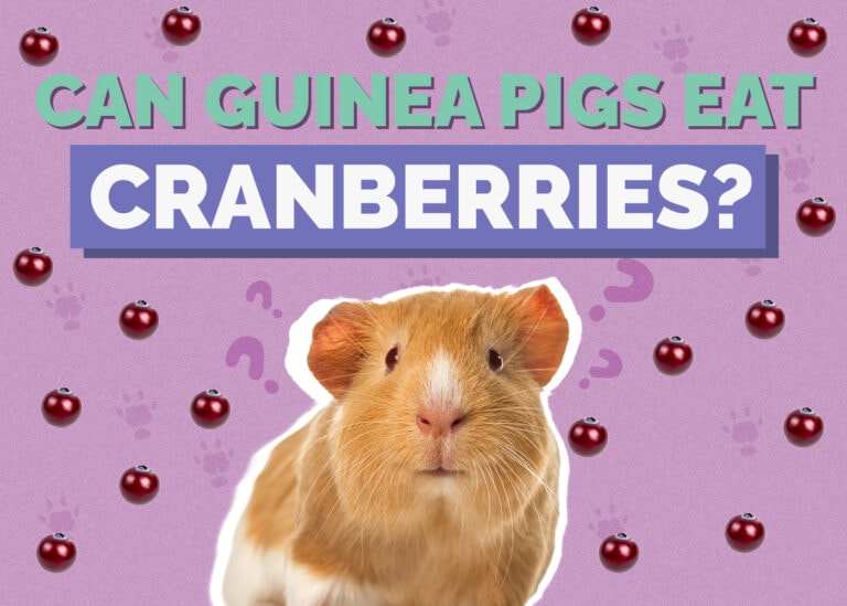 Can Guinea Pigs Eat Cranberries? Vet Approved Facts & FAQ Hepper