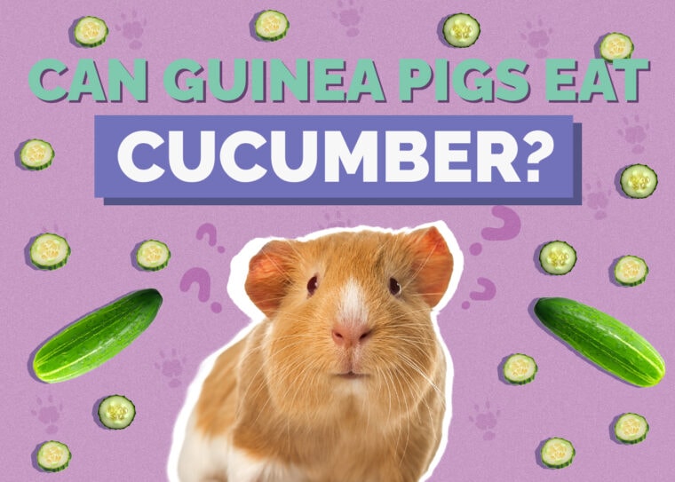 Can Guinea Pigs Eat Cucumbers? Feeding Guidelines Hepper