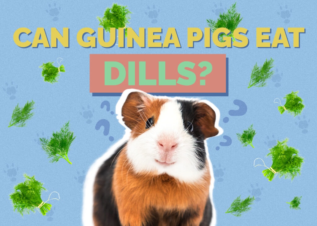 Can Guinea Pigs Eat Dill? VetApproved Nutrition Facts, Concerns, & FAQ Hepper