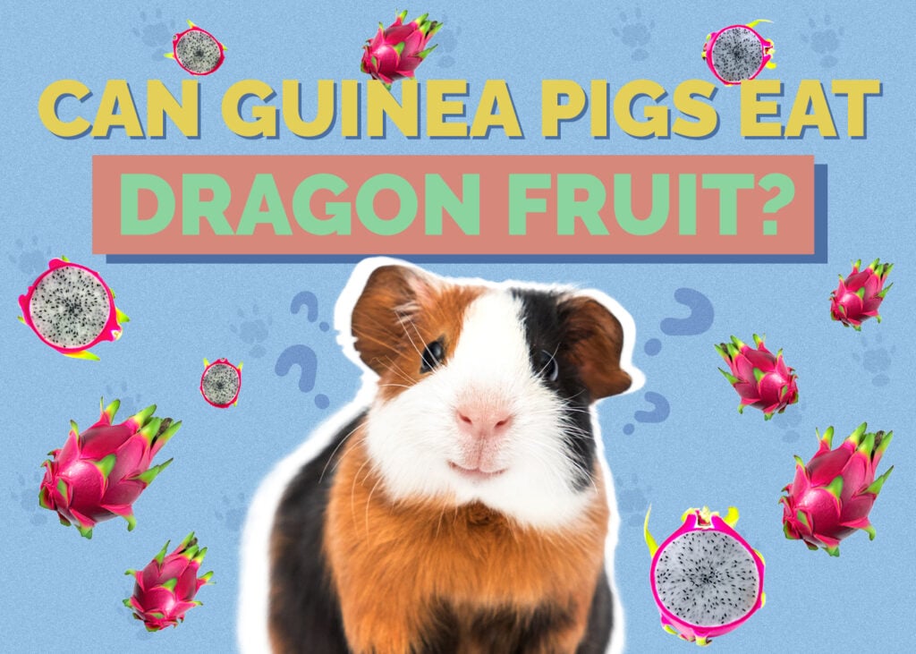 guinea-pig-dragonfruit