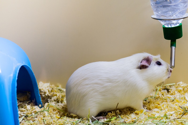 guinea pig drinking water