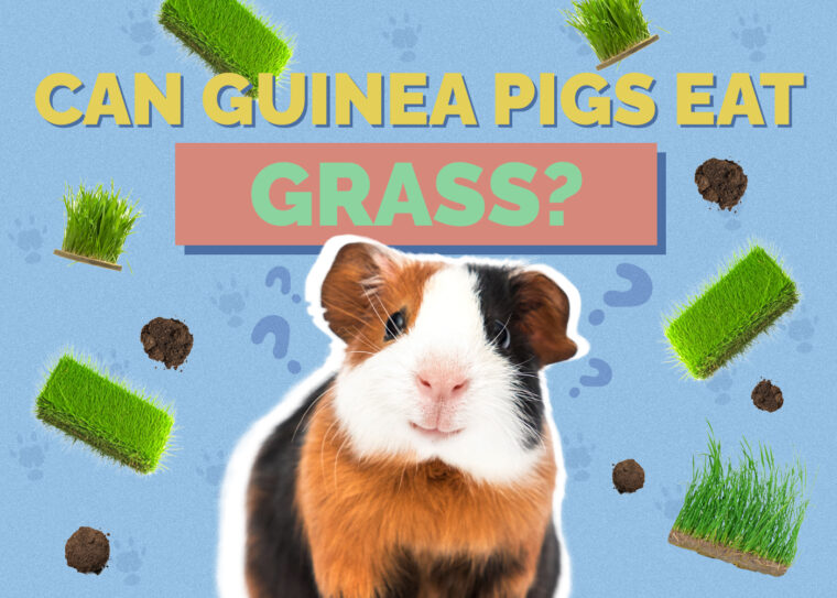 Can Guinea Pigs Eat Grass? VetReviewed Nutrition Facts & FAQ Hepper