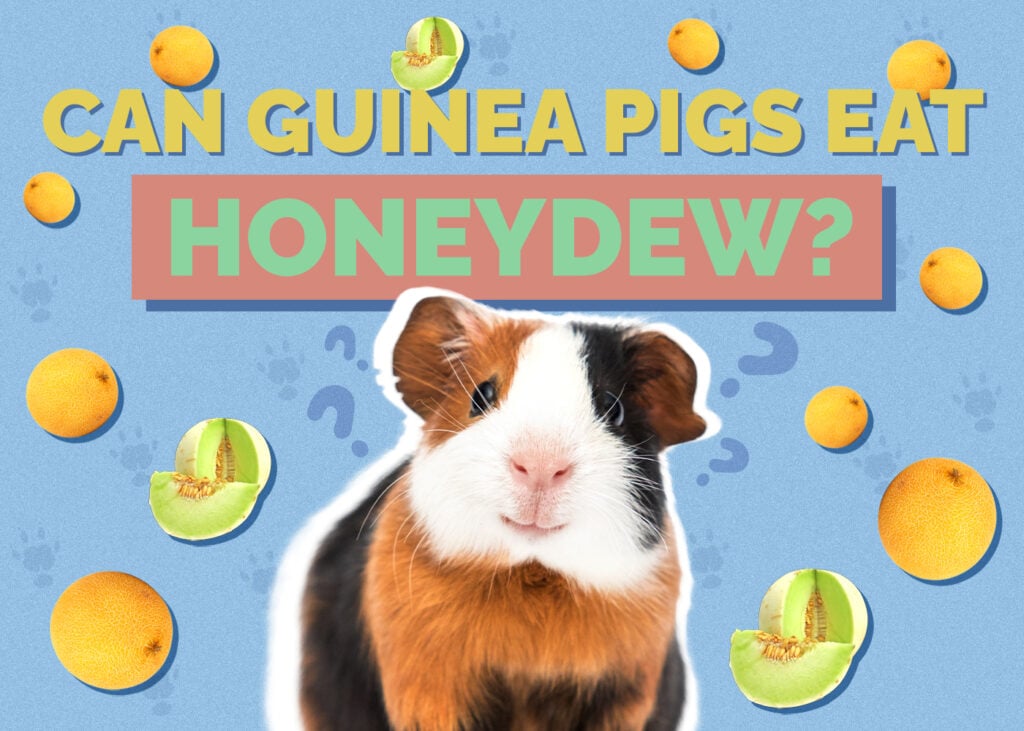 Can guinea pigs eat honey sale