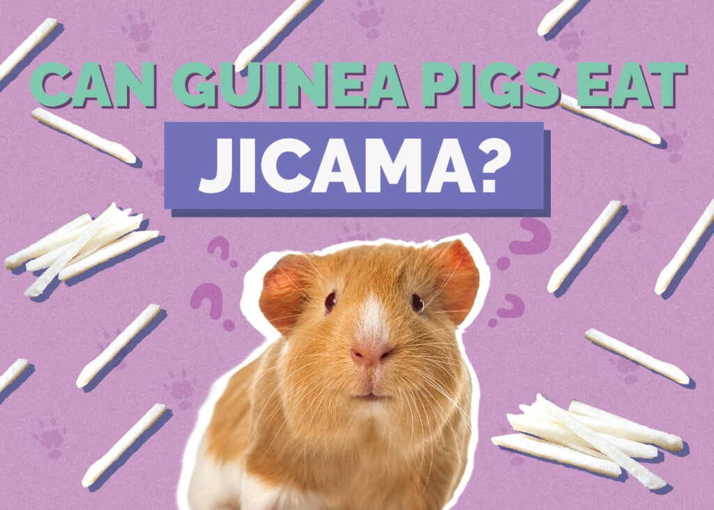 guinea-pig-jicama