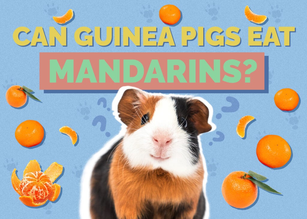 guinea-pig-mandarin