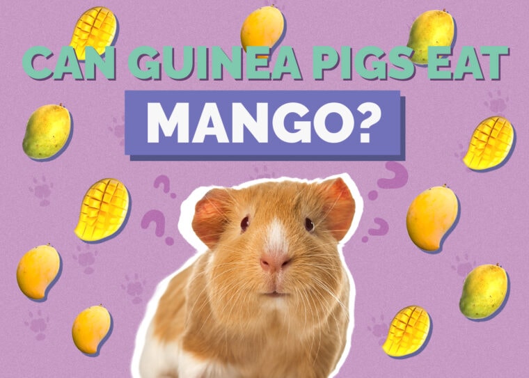 Can Guinea Pigs Eat Mango? Vet Approved Nutrition Facts & FAQ Hepper