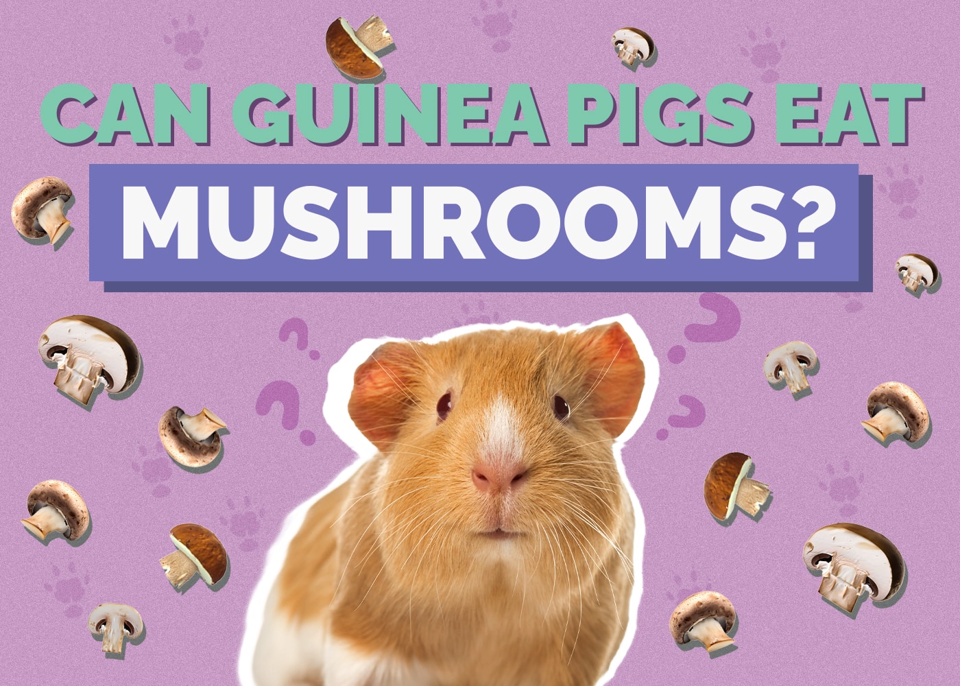 Can Guinea Pigs Eat Mushrooms? VetApproved Nutrition Facts & FAQ Hepper