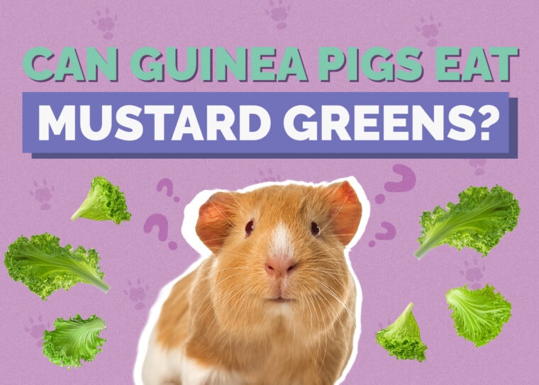 Can Guinea Pigs Eat Mustard Greens? VetReviewed Nutrition Facts & FAQ