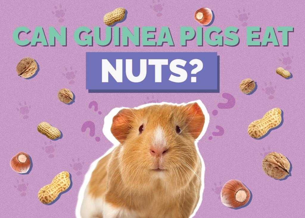 guinea-pig-nuts