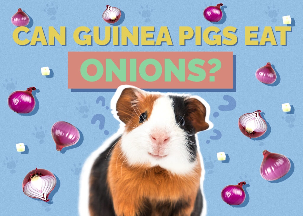 Where to Buy Guinea Pigs in 2025 4 Options Hepper