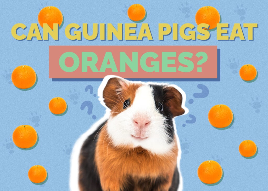 guinea-pig-oranges
