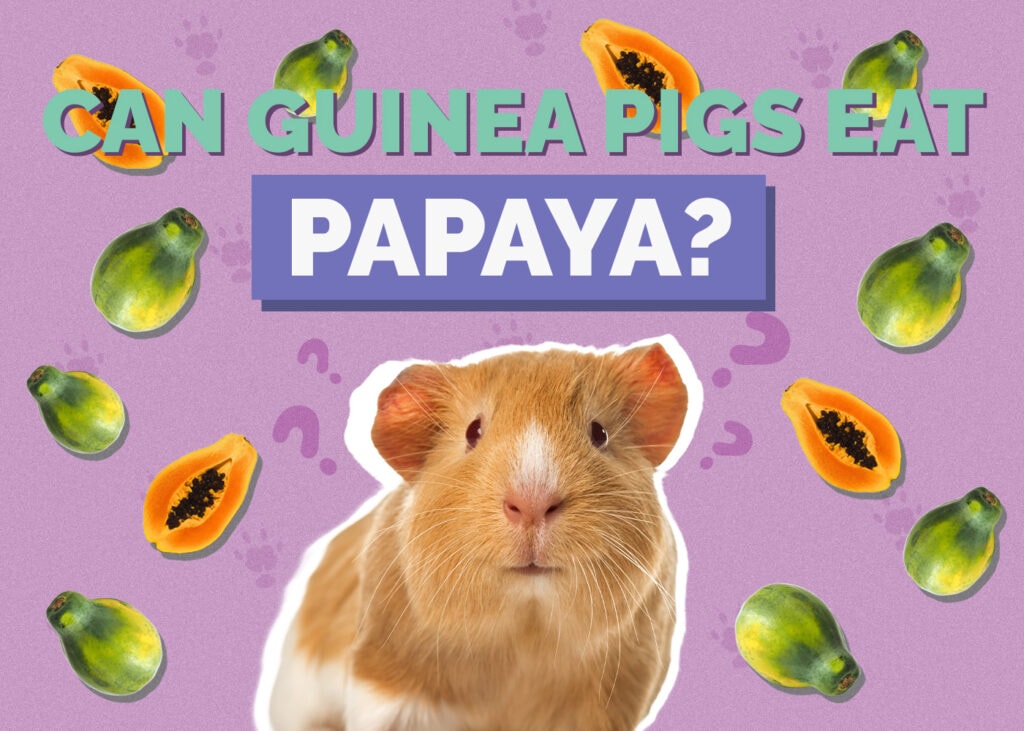 guinea-pig-papaya