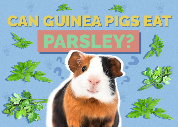 Can Guinea Pigs Eat Parsley? VetReviewed Nutrition Facts & FAQ Hepper