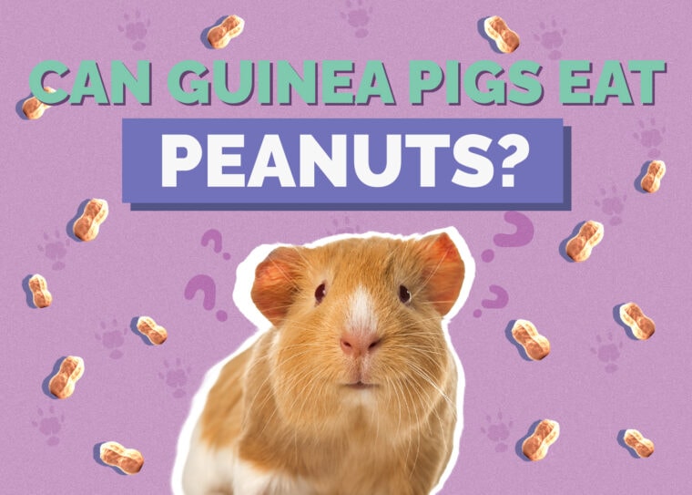 Can Guinea Pigs Eat Peanuts? VetReviewed Nutrition Facts & FAQ Hepper